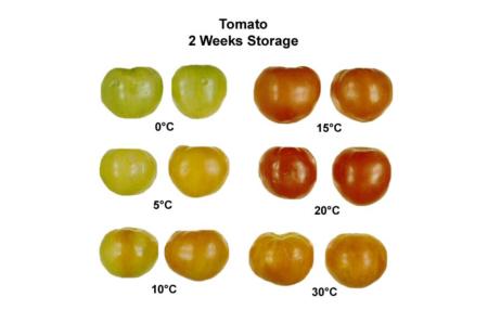 Temperature Effects on Tomato